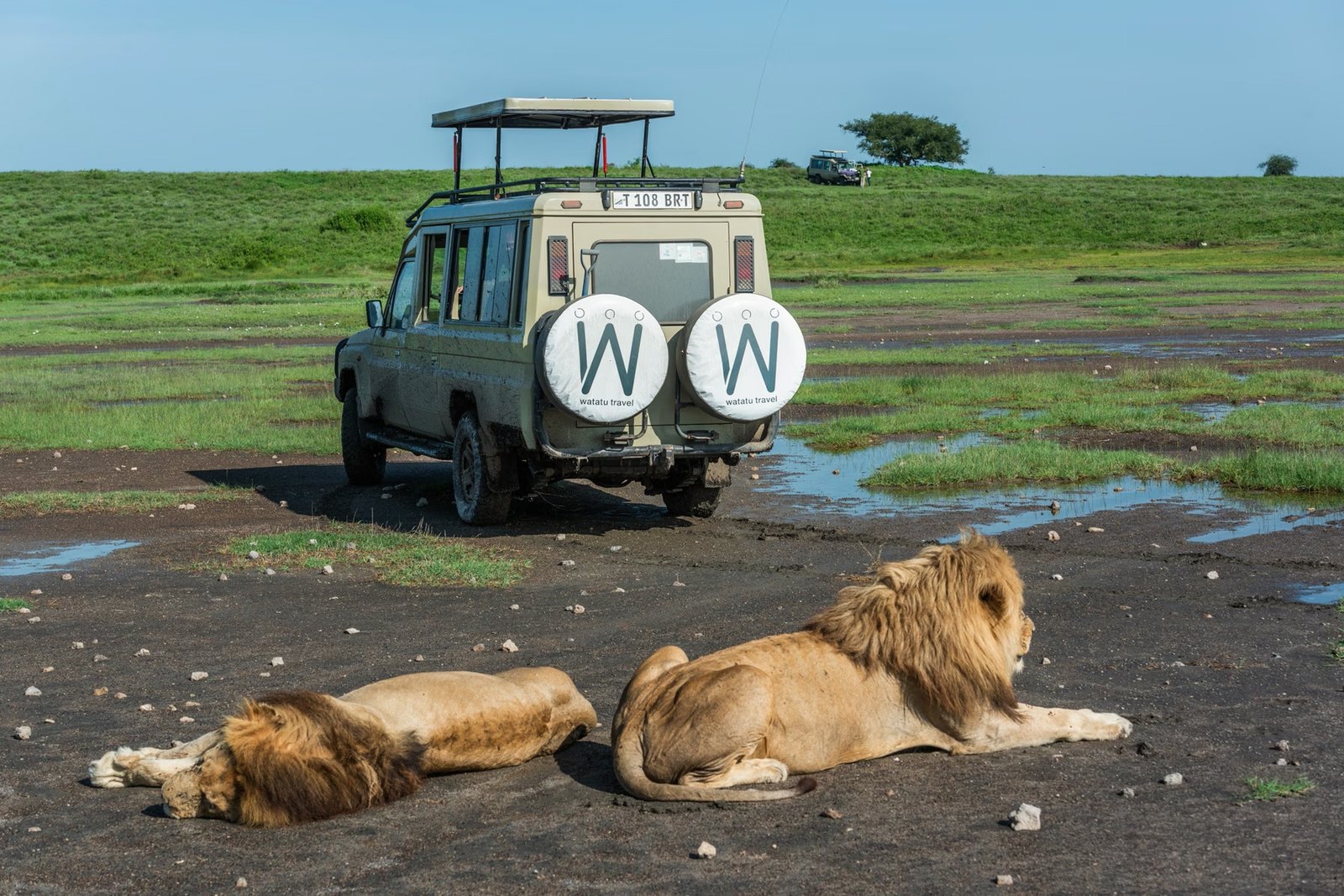 Watatu Travel safari vehicle and lions